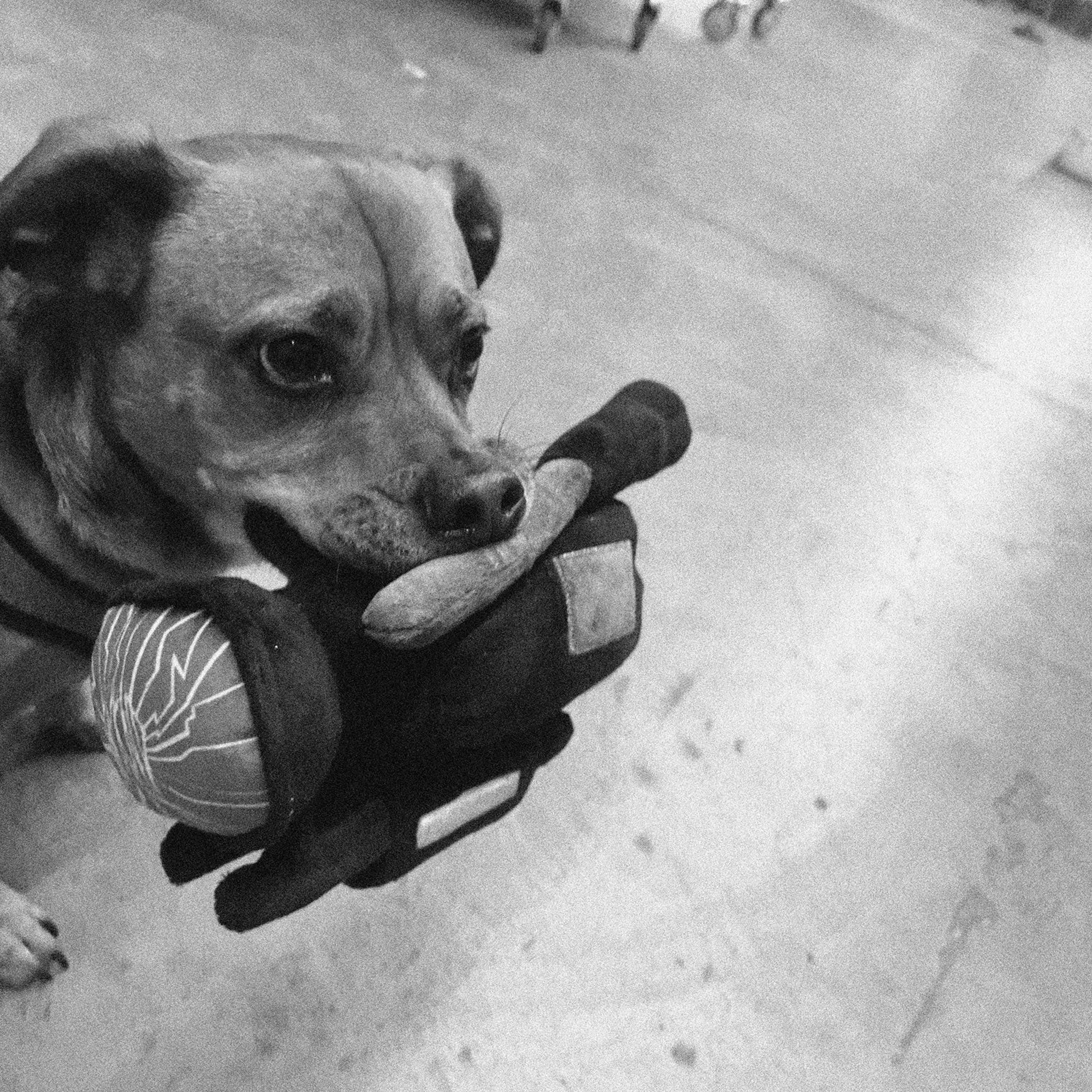 WKND - HPX Dog Toy Plushie